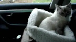 Ragdoll Kitten in the Pet Booster Seat by Solvit Products - ラグドール - Floppycats