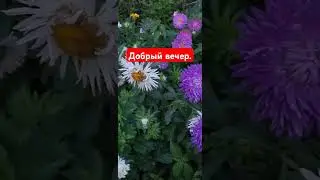 Добрый вечер.