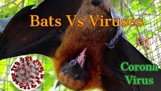 Why Do Bats Carry So Many Diseases  I Bats Likely Spread Corona virus I Why Are Bats Virus So Deadly