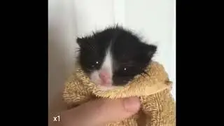 senator in a towel, son