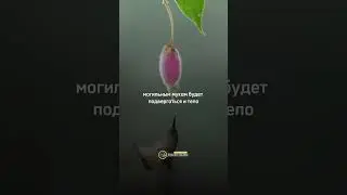 Жизнь после смерти #смерть #рай #муки #могила #жизньпослесмерти #вера #рай #ислам #религия #ад #пп