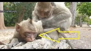 Great Lucas feeling warm when Mom help sweet nurse, Poor monkey Lucas sad face hurt eye yet
