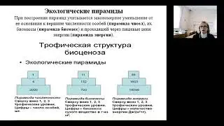 Экологические пирамиды. Популяции. Биотический потенциал. Сопротивление среды