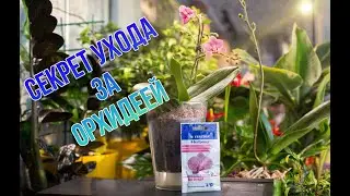Правила ухода за Орхидеей