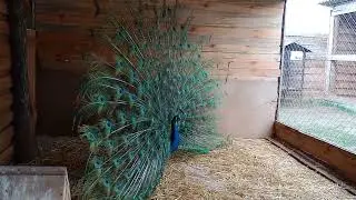 брачный сезон у павлина