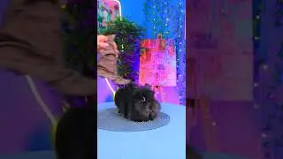 Распределительная шляпа для кролика 🧙🐰 