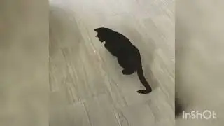 Roba da gatti 2