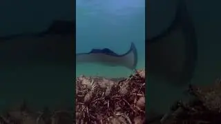 Crab's eye view of a stingray attack! 