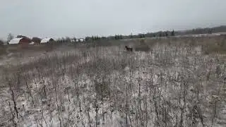 Стойка по куропатке #shorts