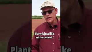 Growing Barley for Microbreweries