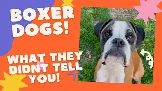 Boxer dogs: what they didn’t tell you!