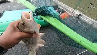 ตกปลากระสูบ