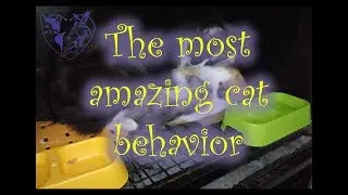 The most amazing cat behavior