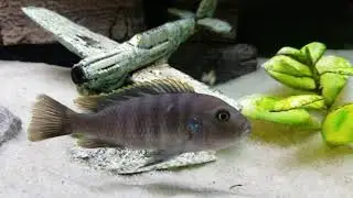 Afra Cobue changing color fast