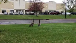 Canada Geese Looking for Love
