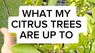 What's happening with my citrus trees in early spring