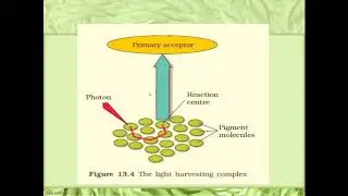 Photobiology & Photophosphorylation