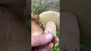 Дубовые беляшики на опушке !