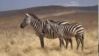 zebra looking at me
