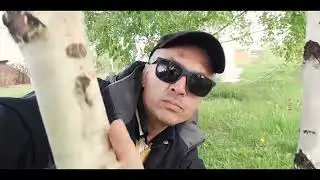 Про березу