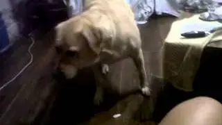 vio y pichi buscando el ruido ja