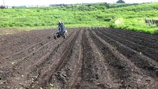 Прополка междурядий картофеля. Холмогорец-3.