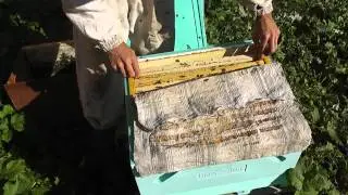 На Ринге опять потери