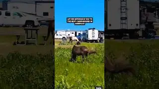 BEST CAMPGROUND IN AMERICA ( ASSATEAGUE ISLAND ) #horses #camping