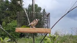 Голос для охота ЧЁРНОГОЛОВЫЙ ЩЕГОЛ /VOICE FOR HUNTING GOLDFINCH. #sehre_tojikiston #birdSpage