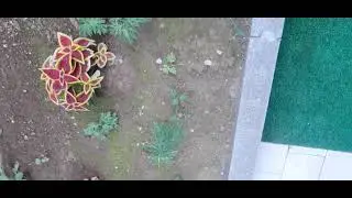 Vi faccio vedere i miei fiori