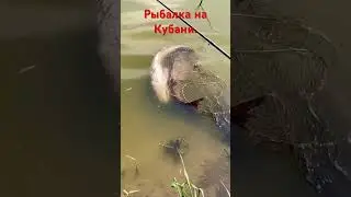 Есть ещё рыба и рыбалка на Кубани.