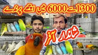 Big offer 1300 Sy 6000 Ma Breeder Love Birds