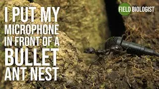 I put my microphone in a bullet ant nest