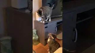 Fight with me biili #shorts #tiktok #biili #cat #BIILI