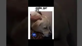 Кайф, да? #семья #дети #женщина #тикток #хит #кайф #собака