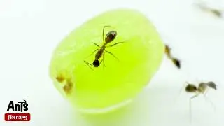 Ants Eating Grape in 4K Macro