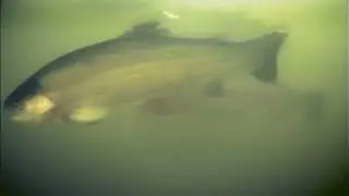 Подводная съемка повадки форели.Форель увидела насадку