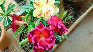 ROSA DO DESERTO BRD 102 BARONESA + MINHAS HORTÊNCIAS ESTÃO FLORINDO 🥰🐝🐝