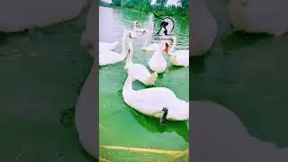 Mute swan (নিঃশব্দ রাজহাঁস) 