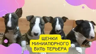 Щенки Миниатюрного Буль Терьера #бультерьер #bullterrier #собака #dog #щенки #fyp #fypシ゚viral