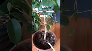 Полив растений ОСЕНЬЮ🍂.    #комнатныерастения  #какполиватьрастения #поливрастений