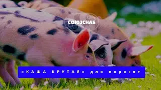 Лучшее решение для кормления поросят — «Каша крутая»