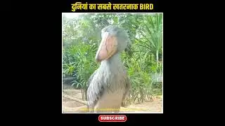 पंछी जो इन्सान को उड़ा ले जाए 🥵👀 | Most Dangerous Birda #shorts