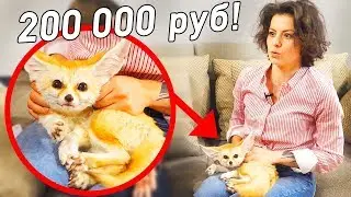 Купила лису за 3000$! Что творит лиса фенёк?! Как жить с таким животным? Необычные питомцы дома