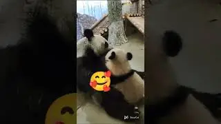 ❤️Самое милое видео дня — поцелуи Диндин и панда Катюша
