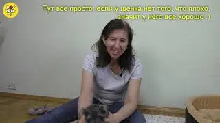 Ваш щенок. Первые две недели в новом доме