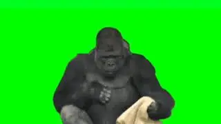 Green screen Gorilla