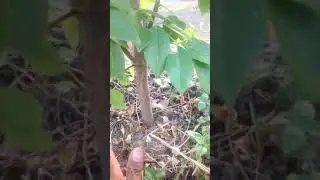 Cara menanam batang/bibit gamal,leresede,dadap B
