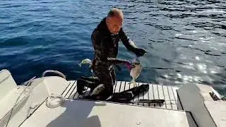 🐬🦈eceli gelenleri topladık🐬🦈