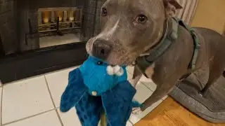Toy for Kylo! Watch how it ends! #toys #americanbully #pitbull #dogs #dogtraining #doglife #doglover